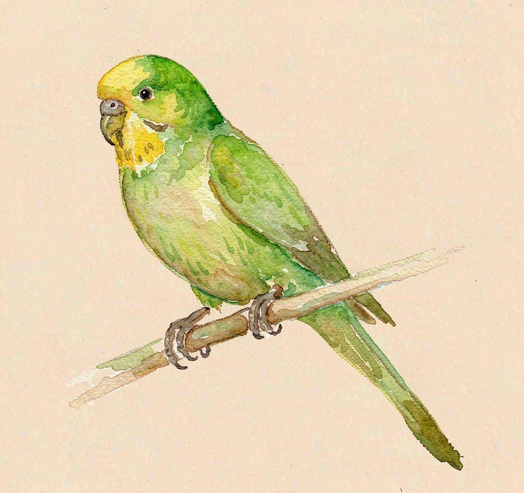 水彩插画:绿色虎皮鹦鹉站在树枝上